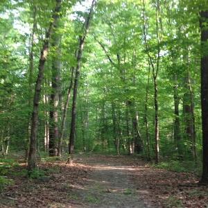 Photo of SOLD!  11 Acres of Hunting Land for Sale in Brunswick County VA!
