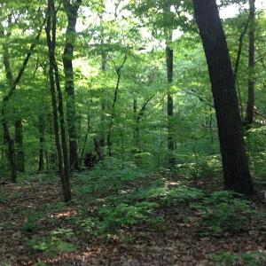 Photo of SOLD!  11 Acres of Hunting Land for Sale in Brunswick County VA!