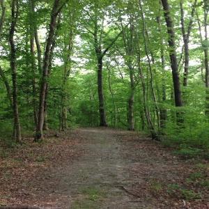 Photo of SOLD!  11 Acres of Hunting Land for Sale in Brunswick County VA!