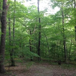 Photo of SOLD!  11 Acres of Hunting Land for Sale in Brunswick County VA!