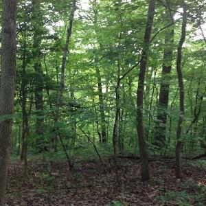 Photo of SOLD!  11 Acres of Hunting Land for Sale in Brunswick County VA!