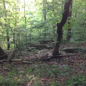Photo of SOLD!  11 Acres of Hunting Land for Sale in Brunswick County VA!