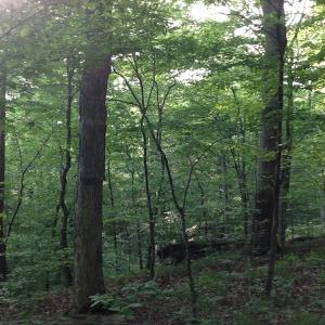 Photo of SOLD!  11 Acres of Hunting Land for Sale in Brunswick County VA!