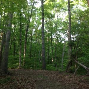 Photo of SOLD!  11 Acres of Hunting Land for Sale in Brunswick County VA!