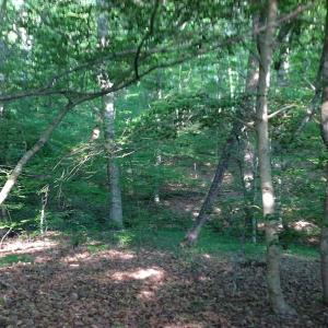 Photo of SOLD!  11 Acres of Hunting Land for Sale in Brunswick County VA!