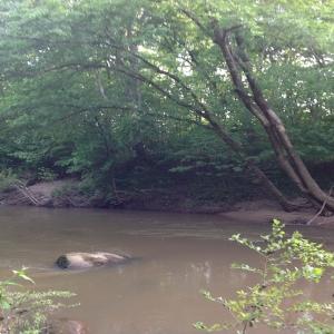 Photo of SOLD!  11 Acres of Hunting Land for Sale in Brunswick County VA!
