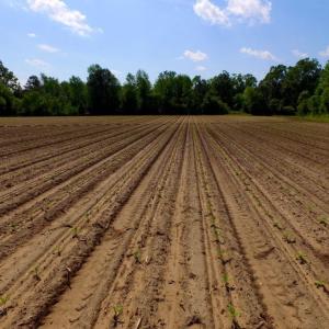 Photo of UNDER CONTRACT!  75.5 acre Farm and Timberland for Sale in Jones County NC!