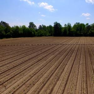 Photo of UNDER CONTRACT!  75.5 acre Farm and Timberland for Sale in Jones County NC!
