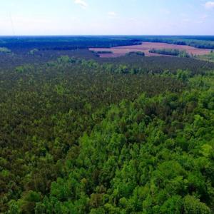 Photo of UNDER CONTRACT!  75.5 acre Farm and Timberland for Sale in Jones County NC!