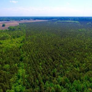 Photo of UNDER CONTRACT!  75.5 acre Farm and Timberland for Sale in Jones County NC!