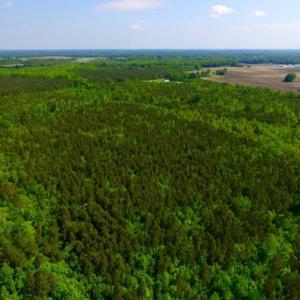 Photo of UNDER CONTRACT!  75.5 acre Farm and Timberland for Sale in Jones County NC!