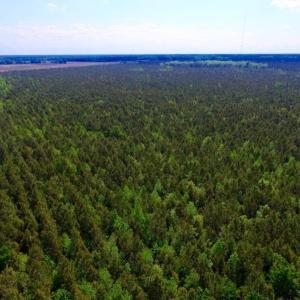 Photo of UNDER CONTRACT!  75.5 acre Farm and Timberland for Sale in Jones County NC!