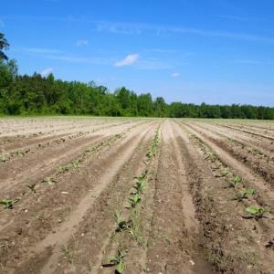 Photo of UNDER CONTRACT!  75.5 acre Farm and Timberland for Sale in Jones County NC!