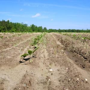 Photo of UNDER CONTRACT!  75.5 acre Farm and Timberland for Sale in Jones County NC!