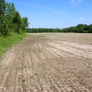 Photo of UNDER CONTRACT!  75.5 acre Farm and Timberland for Sale in Jones County NC!