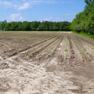 Photo of UNDER CONTRACT!  75.5 acre Farm and Timberland for Sale in Jones County NC!