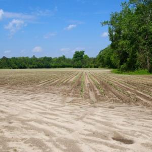 Photo of UNDER CONTRACT!  75.5 acre Farm and Timberland for Sale in Jones County NC!