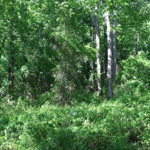 Photo of UNDER CONTRACT!  22 Acres of Hunting Land For Sale in Greensville County VA!