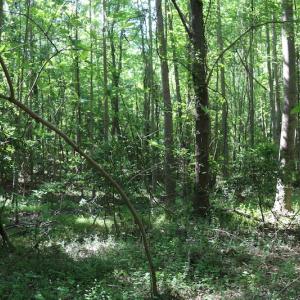 Photo of UNDER CONTRACT!  22 Acres of Hunting Land For Sale in Greensville County VA!