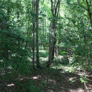 Photo of UNDER CONTRACT!  22 Acres of Hunting Land For Sale in Greensville County VA!