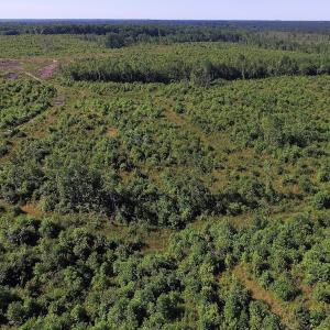 Photo of UNDER CONTRACT!  124.66 Acres of Hunting and Recreational Land For Sale in Lunenburg County VA!