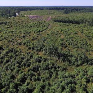 Photo of UNDER CONTRACT!  124.66 Acres of Hunting and Recreational Land For Sale in Lunenburg County VA!