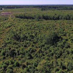 Photo of UNDER CONTRACT!  124.66 Acres of Hunting and Recreational Land For Sale in Lunenburg County VA!