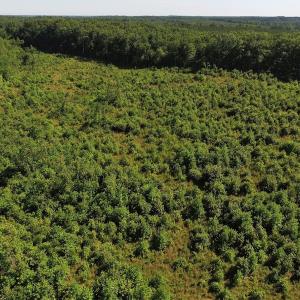 Photo of UNDER CONTRACT!  124.66 Acres of Hunting and Recreational Land For Sale in Lunenburg County VA!