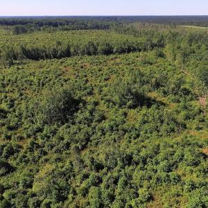 Photo of UNDER CONTRACT!  124.66 Acres of Hunting and Recreational Land For Sale in Lunenburg County VA!