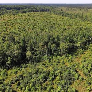 Photo of UNDER CONTRACT!  124.66 Acres of Hunting and Recreational Land For Sale in Lunenburg County VA!