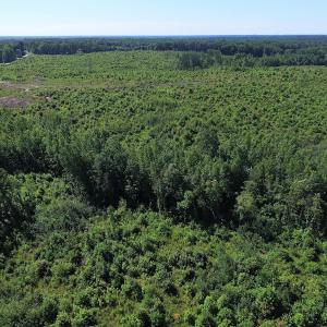 Photo of UNDER CONTRACT!  124.66 Acres of Hunting and Recreational Land For Sale in Lunenburg County VA!