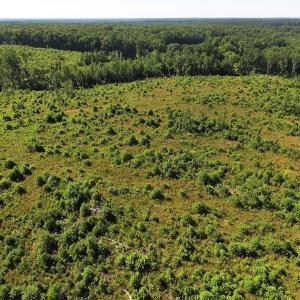 Photo of UNDER CONTRACT!  124.66 Acres of Hunting and Recreational Land For Sale in Lunenburg County VA!