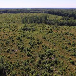 Photo of UNDER CONTRACT!  124.66 Acres of Hunting and Recreational Land For Sale in Lunenburg County VA!