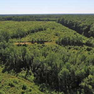 Photo of UNDER CONTRACT!  124.66 Acres of Hunting and Recreational Land For Sale in Lunenburg County VA!