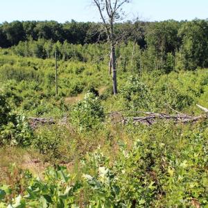 Photo of UNDER CONTRACT!  124.66 Acres of Hunting and Recreational Land For Sale in Lunenburg County VA!