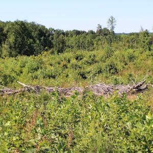 Photo of UNDER CONTRACT!  124.66 Acres of Hunting and Recreational Land For Sale in Lunenburg County VA!