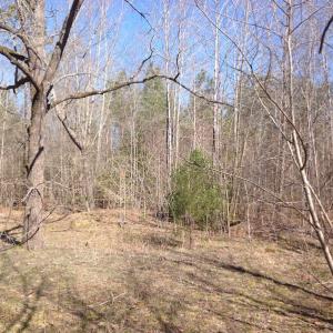 Photo of SOLD!  62 Acres of Hunting Land with Home Site For Sale in Suffolk Virginia!