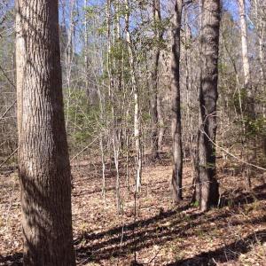 Photo of SOLD!  62 Acres of Hunting Land with Home Site For Sale in Suffolk Virginia!