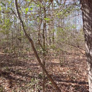 Photo of SOLD!  62 Acres of Hunting Land with Home Site For Sale in Suffolk Virginia!