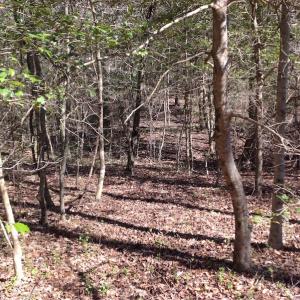 Photo of SOLD!  62 Acres of Hunting Land with Home Site For Sale in Suffolk Virginia!