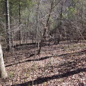 Photo of SOLD!  62 Acres of Hunting Land with Home Site For Sale in Suffolk Virginia!