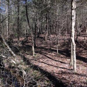 Photo of SOLD!  62 Acres of Hunting Land with Home Site For Sale in Suffolk Virginia!