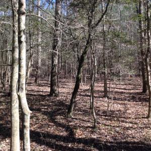 Photo of SOLD!  62 Acres of Hunting Land with Home Site For Sale in Suffolk Virginia!