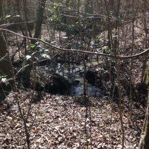 Photo of SOLD!  62 Acres of Hunting Land with Home Site For Sale in Suffolk Virginia!