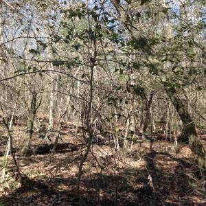 Photo of SOLD!  62 Acres of Hunting Land with Home Site For Sale in Suffolk Virginia!