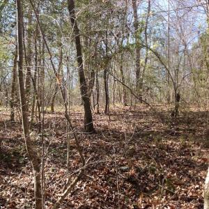 Photo of SOLD!  62 Acres of Hunting Land with Home Site For Sale in Suffolk Virginia!