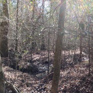 Photo of SOLD!  62 Acres of Hunting Land with Home Site For Sale in Suffolk Virginia!