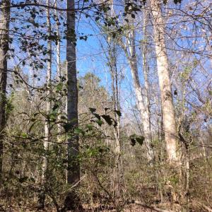 Photo of SOLD!  62 Acres of Hunting Land with Home Site For Sale in Suffolk Virginia!