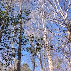 Photo of SOLD!  62 Acres of Hunting Land with Home Site For Sale in Suffolk Virginia!