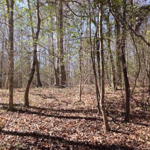 Photo of SOLD!  62 Acres of Hunting Land with Home Site For Sale in Suffolk Virginia!
